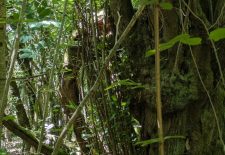 Sentier de Caylou – Monteils