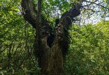 Sentier de Caylou – Monteils