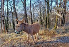 Sentier de Fontaliès-Le Bosc – Monteils