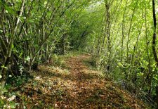 Sentier botanique entre les deux moulins – La Rouquette