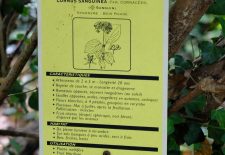 Sentier botanique entre les deux moulins – La Rouquette