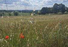 Les Mas du Causse – La Capelle Balaguier