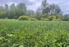 Sentier ENS du Marais de Montaris – Salles Courbatiès