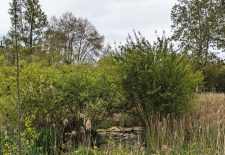 Sentier ENS du Marais de Montaris – Salles Courbatiès