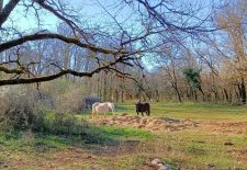 Les Tioulières – Ambeyrac