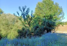 Du pont du Perié sur les hauteurs du Ségala – Morlhon le Haut