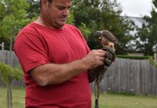 Stage Initiation à la fauconnerie au Parc animalier du Ségala