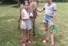 Ferme du Soulié : balades à dos d’ânes ou de poneys